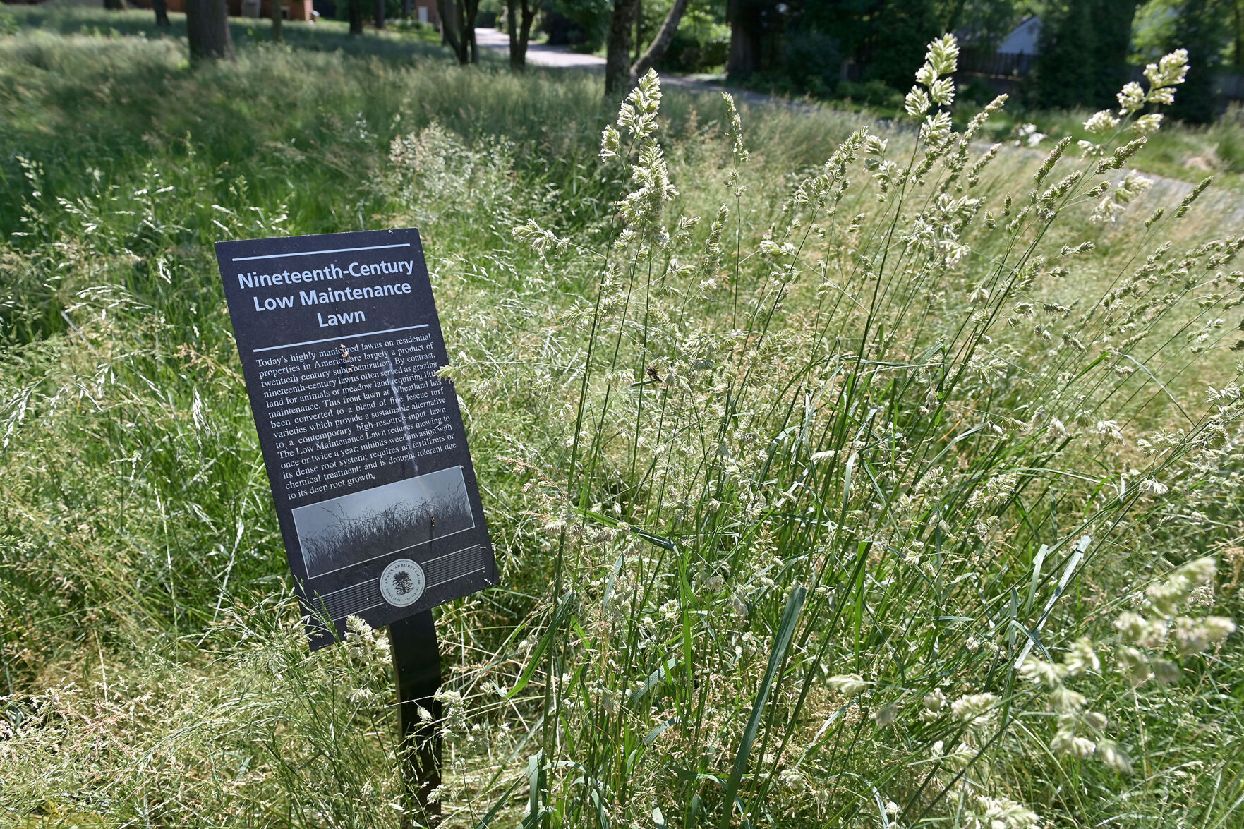 Wheatland Fescue 8.jpg